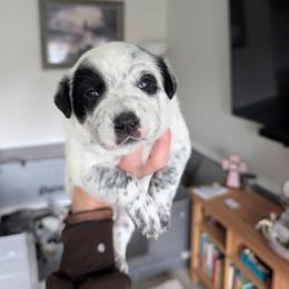 Hughie (Yellow Collar) - Blue male Australian Cattle Dog puppy in Ammon, Idaho from Piney River Cattle Dogs