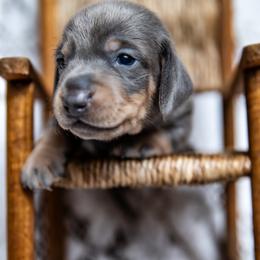 Garret - Blue and cream male Dachshund puppy in Iola, Texas from Whiskey River Dachshunds