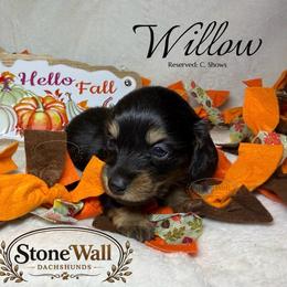Willow - Black and tan female Dachshund puppy in Denham Springs, Louisiana from StoneWall Dachshunds