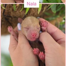 Nala - Apricot female Goldendoodle puppy in Decatur, Tennessee from Diamond's Doodles