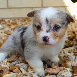 Puzzle - Blue merle and white female American Corgi puppy in Midway, Arkansas from Wildlings & Wild Things Homestead