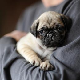Girl - Pink - Fawn female Pug puppy in Spokane, Washington from Sweet Mercy Farm