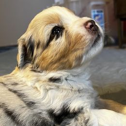 Bootleg - Blue merle Miniature American Shepherd puppy in Phoenix, Arizona from Outlaw Minis