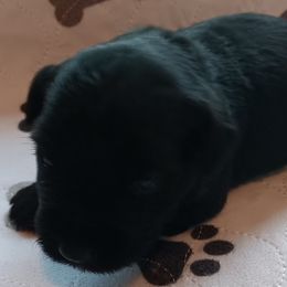 Boy 4 - Black Miniature Schnauzer puppy in Asheville, North Carolina from Farbe Miniature Schnauzers