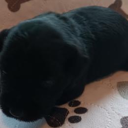 Boy 4 - Black Miniature Schnauzer puppy in Asheville, North Carolina from Farbe Miniature Schnauzers