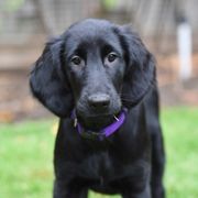 Flat-Coated Retrievers from Sterlling Hill  Flat Coated  Retrievers