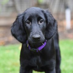 Flat-Coated Retrievers from Sterlling Hill  Flat Coated  Retrievers