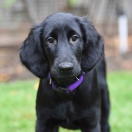 Flat-Coated Retrievers from Sterlling Hill  Flat Coated  Retrievers