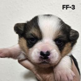 FF-3 - Black and tan female Pembroke Welsh Corgi puppy in Ely, Minnesota from RJ's Corgis