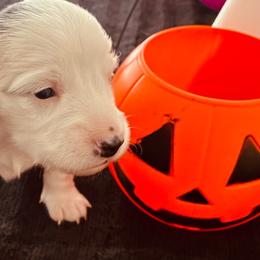 Lolly - Piebald female Dachshund puppy in Petersburg, Virginia from Wiggle Waddle Dachshunds