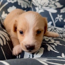 Frosty - Cream male Dachshund puppy in Vero Beach, Florida from Joseph’s Dachshunds