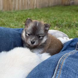 Annie Oakley - Red and white female Pomsky puppy in Blue Earth, Minnesota from Blue Sky Pomsky