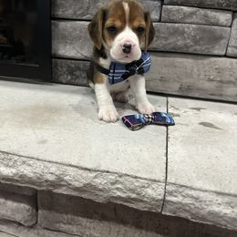 Beagle Puppies from Stranger Creek Beagles