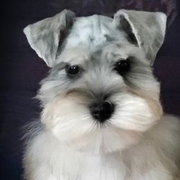 Banks - Miniature Schnauzer