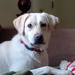 Clover  - Labrador Retriever