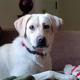 Clover  - Labrador Retriever