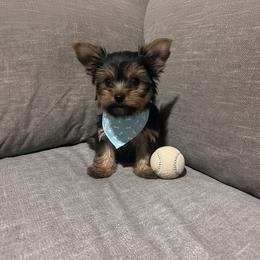 Boy 4 - Black and tan male Yorkshire Terrier puppy in Mobile, Alabama from Southern Elite Yorkies