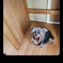 Bella - Yorkshire Terrier