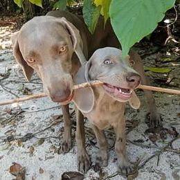 Weimaraner Puppies from Greyborn Weimaraners