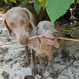Weimaraner Puppies from Greyborn Weimaraners