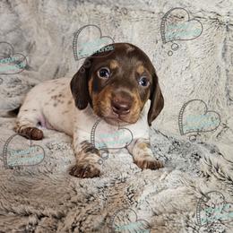 Choco - Piebald male Dachshund puppy in Herald, California from Bluegum Dachshunds