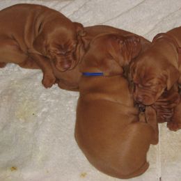 Vizslas from Sequoia Reds Vizslas