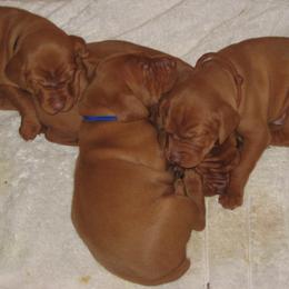 Vizslas from Sequoia Reds Vizslas