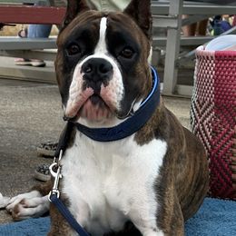 Boxer All Grown Up from Chilham Boxers