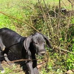 Great Dane Puppies from Trisha Self's Great Danes