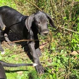 Great Dane Puppies from Trisha Self's Great Danes