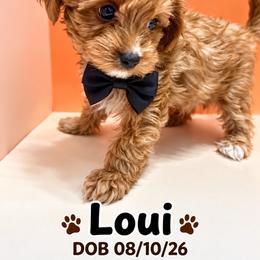 Loui - Brown male Maltipoo puppy in Concord, California from Puppy Boutique