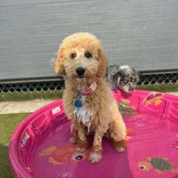 Goldendoodle Puppies from Hannah Mae Doodles