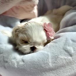 Dolly - White female Shih Tzu puppy in Frederick, Maryland from Shih Tzu Puppy in Maryland