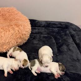 Chihuahua and Companion Cross Puppies from Lee’s Applehead Chihuahuas