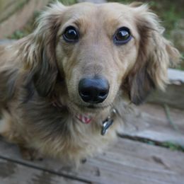 Ranger - Dachshund