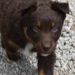 JUDE - Red tri-color male Australian Shepherd puppy in Nowata, Oklahoma from 4Feathers