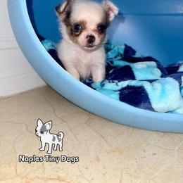 Gargamel - Merle male Chihuahua puppy in Naples, Florida from Naples Tiny Dogs