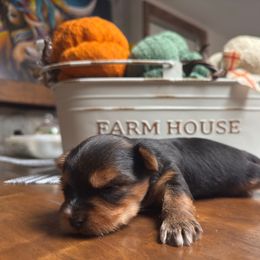 White chest boy - Black and tan male Yorkshire Terrier puppy in Boone, North Carolina from Coffeycup Yorkies