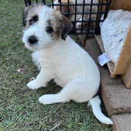 Russell Terrier Puppies from Roger's Russell Terriers