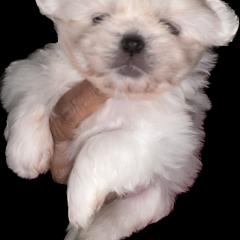 Cavalier King Charles Spaniel and Tibetan Spaniel Puppies from Kabaret Cavaliers & Tibetan Spaniels