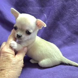 Tiny AKC Girl - Fawn female Chihuahua puppy in Cape Coral, Florida from Inspired Chihuahuas