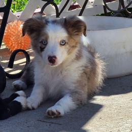 Ariat - Red merle male Miniature Australian Shepherd puppy in Dalhart, Texas from RNL Family Raised Pups