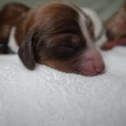 Goose - Piebald male Dachshund puppy in Texarkana, Texas from Lolo&CoDachshunds