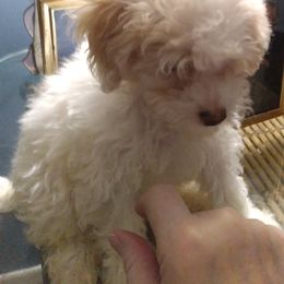 Poodle Puppies from Bloomingdale Toy Poodles