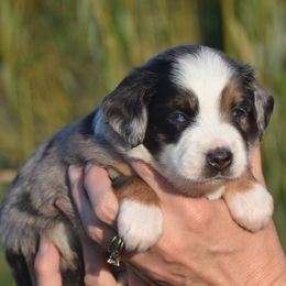 Darcy - Blue merle male Miniature American Shepherd puppy in Chocowinity, North Carolina from Foxtail Hollow