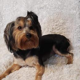 Daisy  - Yorkshire Terrier