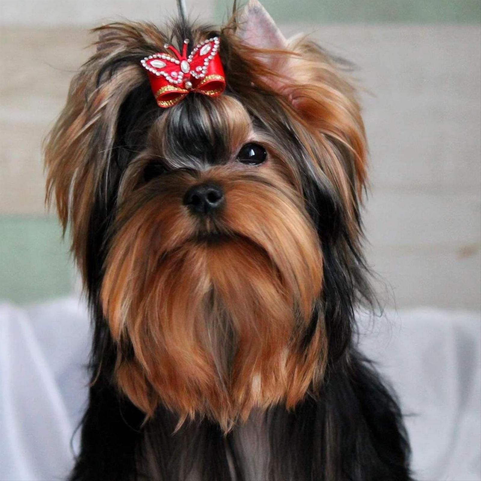 Yorkie bem cuidado com um laço vermelho no pelo