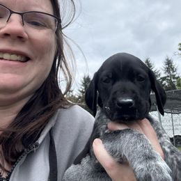 Heinrich - Black roan male German Shorthaired Pointer puppy in Onalaska, Washington from Boonies Farms