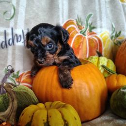 Girl 2 - female Yorkipoo puppy in Woodruff, Arizona from Desert Flower Breeders