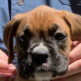 Honey - Fawn Boxer puppy in Milford, Ohio from Bearcat Boxers